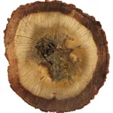 Oud